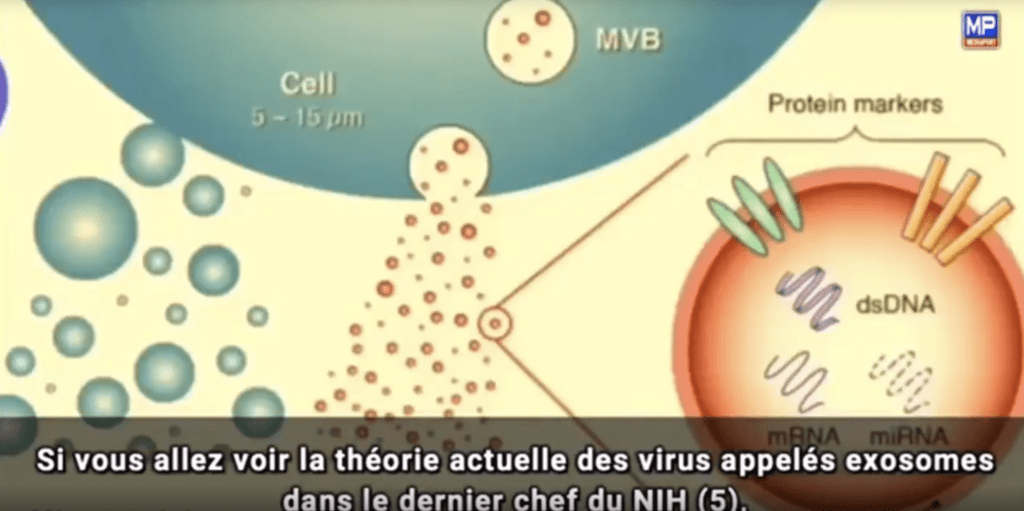 Les virus apparaissent avec les ondes, y compris kle COVID 19 - Thomas Cowan